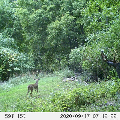 The Benefits of Using a Trail Camera