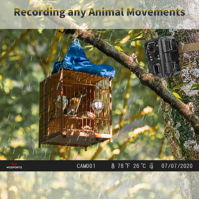 Choose Your Cellular Trail Camera- What is The Best Cellular Trail Camera