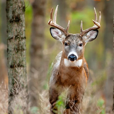 Essential Gear for Wildlife Photography