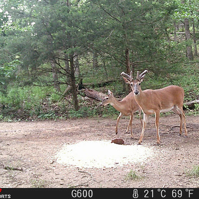 Which Trail Camera Offers the Best Value and Reliability in 2025?