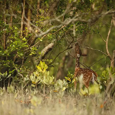 How to Improve Your Hunting Success with Trail Cameras