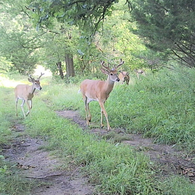 How Far Away Will a Trail Camera Take Pictures?