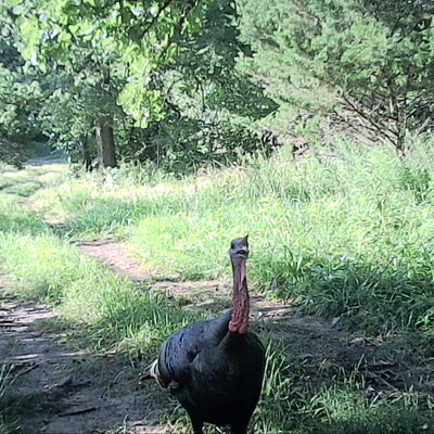 How to Use Trail Cameras for Turkey Scouting?