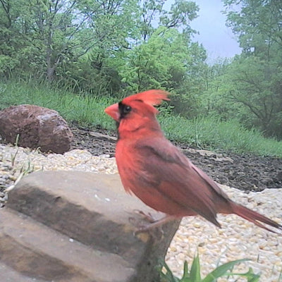 How to Use a Trail Camera for Bird Watching?