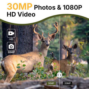 High-Resolution Photos & Videos