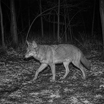 What Should Small Businesses Look for in a Night Vision Device?