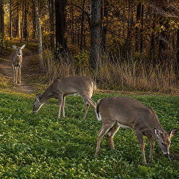 What Trail Camera Accessories Should Small Retailers Stock for Resale?