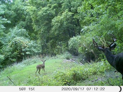 The benefits of using a trail camera