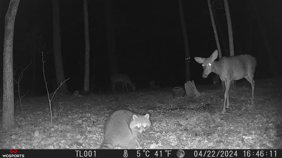 What Is the Best Trail Camera for Wildlife Scouting? 7 Features That Actually Matter