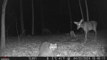 What Is the Best Trail Camera for Wildlife Scouting? 7 Features That Actually Matter