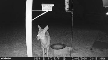 4K Trail Camera Explained: Is a 4K Wildlife Camera Worth It in 2026?