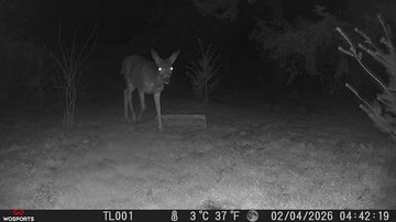 Best Budget Trail Camera in 2026: What Features Should You Really Pay For?
