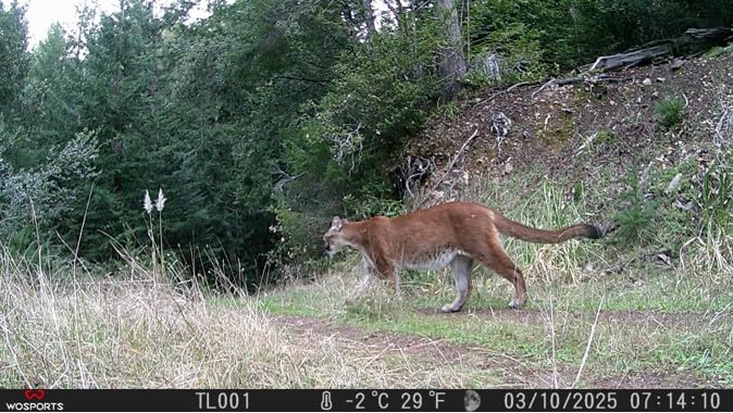 Game Camera vs Trail Camera: Are They the Same Thing?