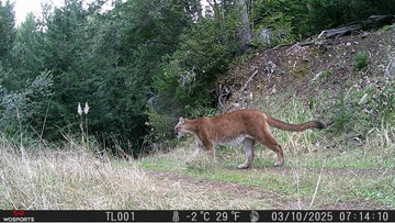 Game Camera vs Trail Camera: Are They the Same Thing?