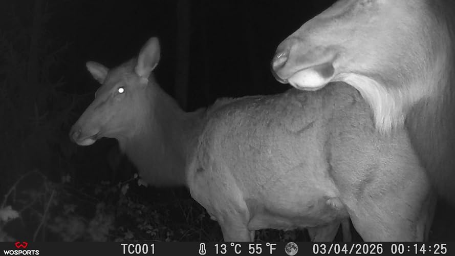 How Far Can a Trail Camera See at Night? Understanding Trail Camera Night Vision