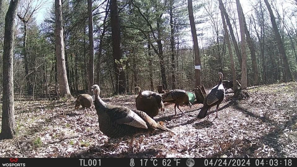 10 Amazing Things You Can Discover With a Trail Camera