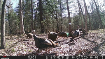 10 Amazing Things You Can Discover With a Trail Camera
