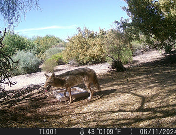 How to Set Up a Trail Camera: 10 Tips to Capture Better Wildlife Photos