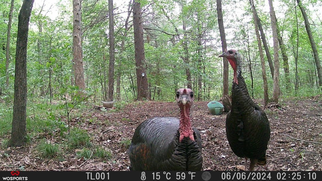 Trail Camera vs Security Camera: Which Outdoor Camera Is Better for Wildlife Monitoring?