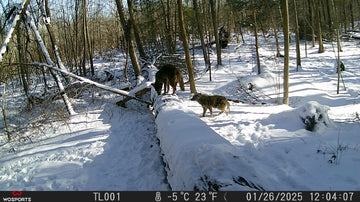 How to Place a Trail Camera for Deer: 9 Tips for Better Photos and Better Scouting