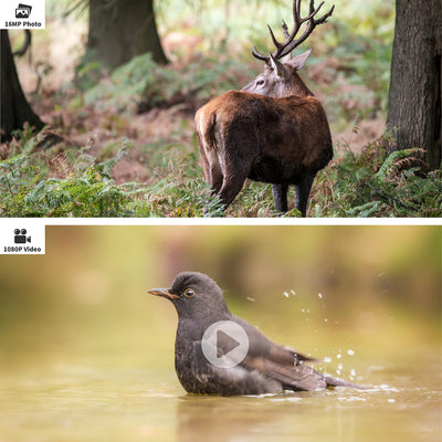 Watch Your Birdies Blooming with Our Bird Feeder Trail Camera