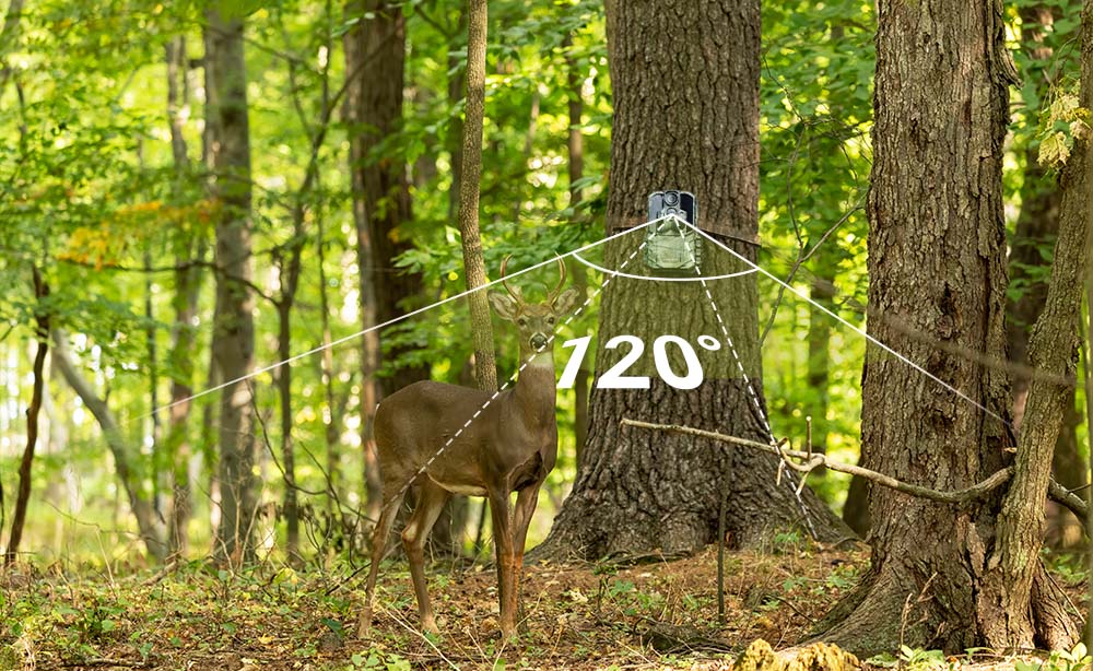 How Do Outdoor Clubs Use Trail Cameras for Wildlife Tracking?