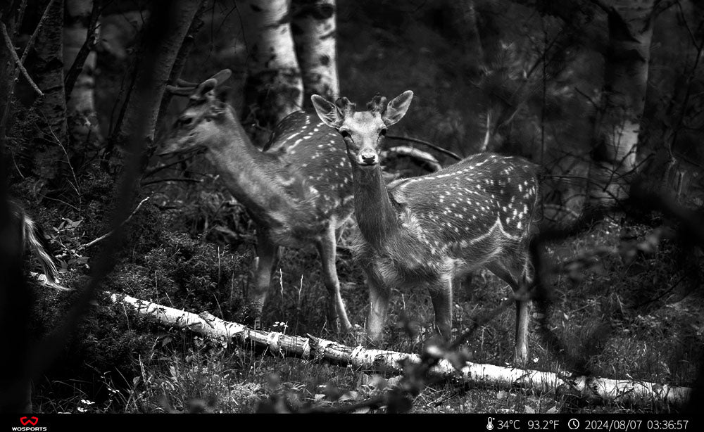 Are Trail Cameras Effective for Preventing Theft in Remote Areas?