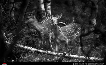Are Trail Cameras Effective for Preventing Theft in Remote Areas?