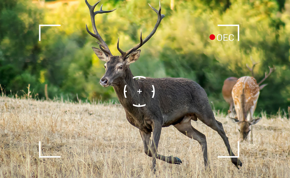 Are WiFi Trail Cameras Really Useful for Hunters and Wildlife Monitoring?