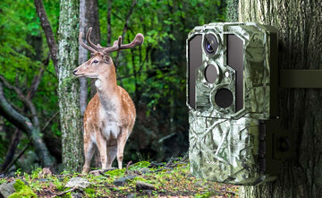 What is the Best Trail Camera Setup for Farms and Rural Properties?