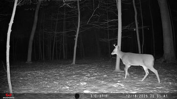 Best Trail Camera for Wildlife Watching in 2026