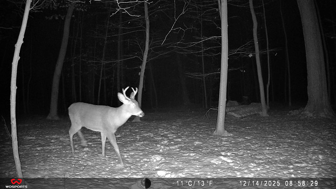 Trail Camera for Deer Hunting: How to Scout Deer Before Hunting Season