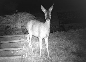 Digital vs Traditional Night Vision