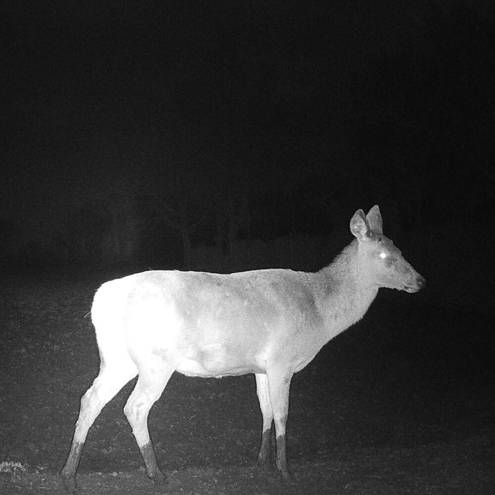 4K vs. 1080p Trail Cameras: Is 4K Worth It?