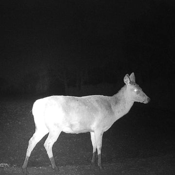 4K vs. 1080p Trail Cameras: Is 4K Worth It?