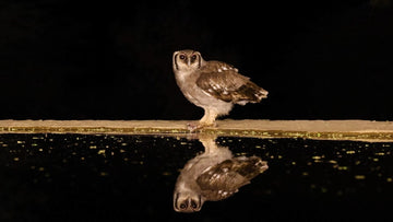 Why Image Quality Matters More Than Magnification