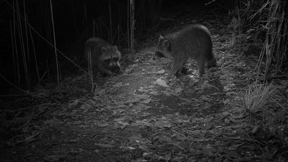 See Deer at Night with Night Vision
