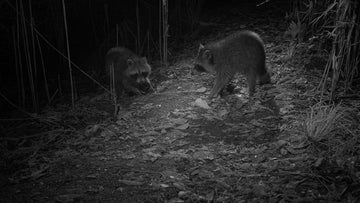 See Deer at Night with Night Vision