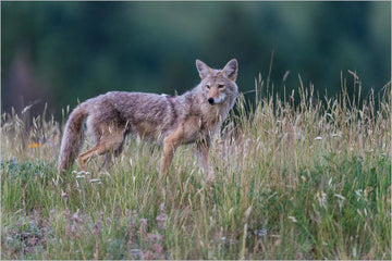 How Do Trail Cameras Work at Night? A Guide to Night Vision for Wildlife Scouting