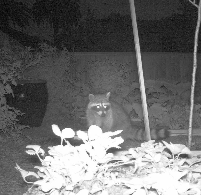 Beginner’s Guide to Night Vision