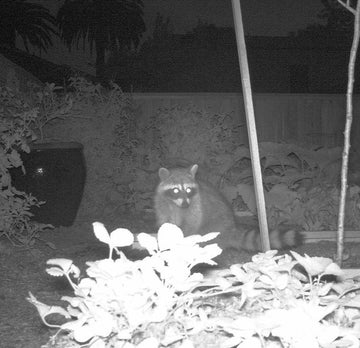 Beginner’s Guide to Night Vision