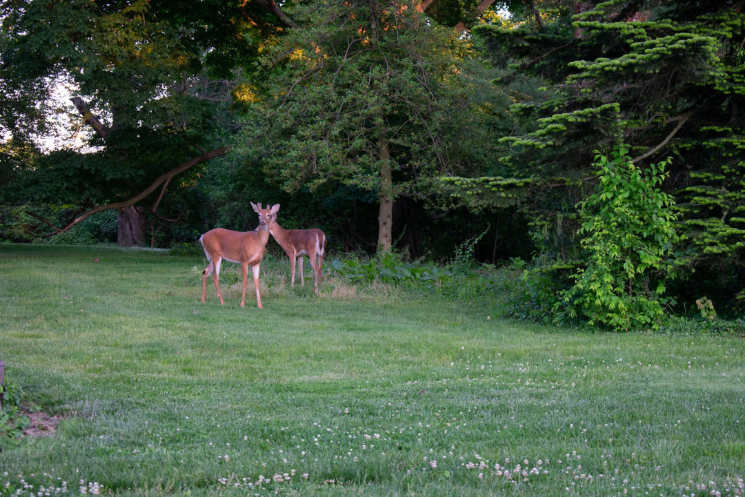 Cellular vs. Non-Cellular Trail Cameras: Which One Is Right for You?