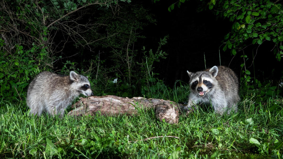 Backyard Animals at Night: What’s Visiting Your Yard After Dark?