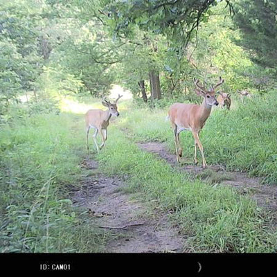 Cheap but Reliable: Best Budget Trail Cameras for Wildlife Monitoring