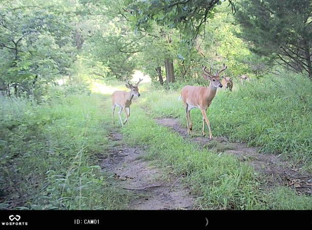 Cheap but Reliable: Best Budget Trail Cameras for Wildlife Monitoring