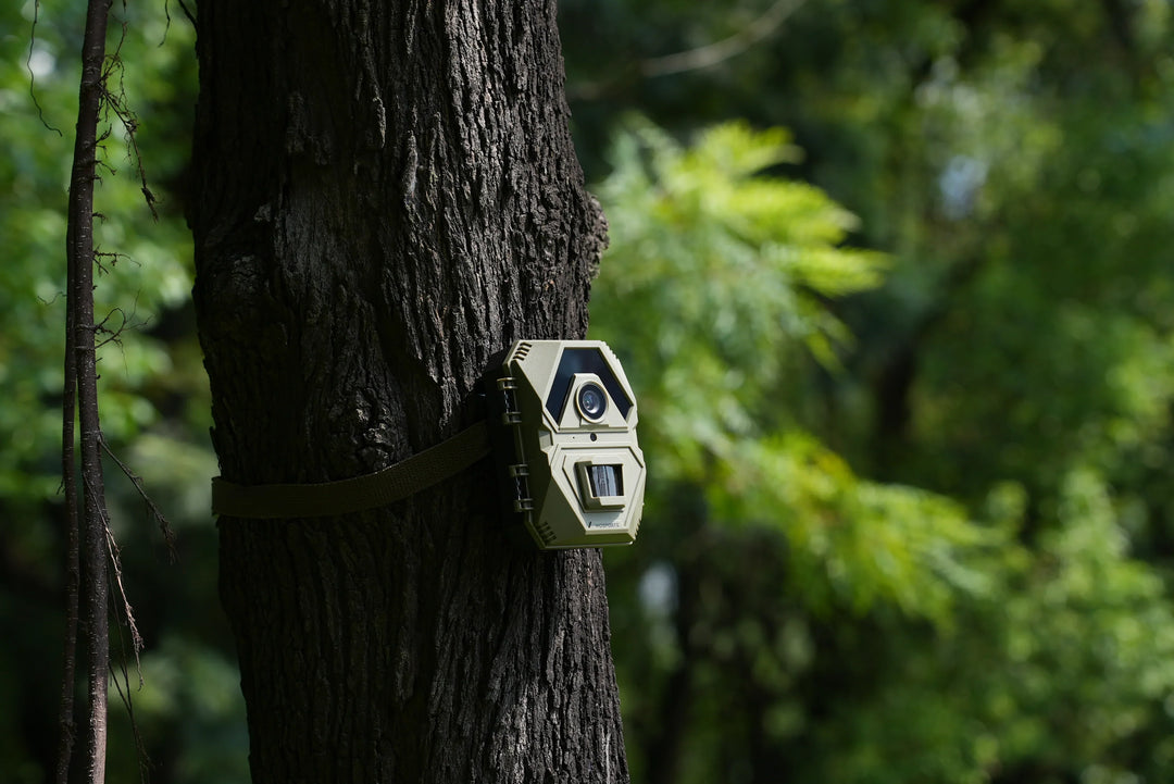How Much Does It Cost to Bulk Order Trail Cameras