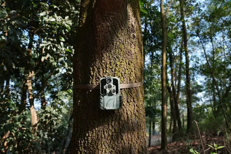 Buy Trail Cameras in Bulk - Wholesale Guide 2025