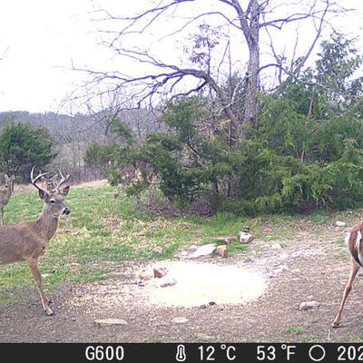How to Customize Trail Cameras for Your Brand