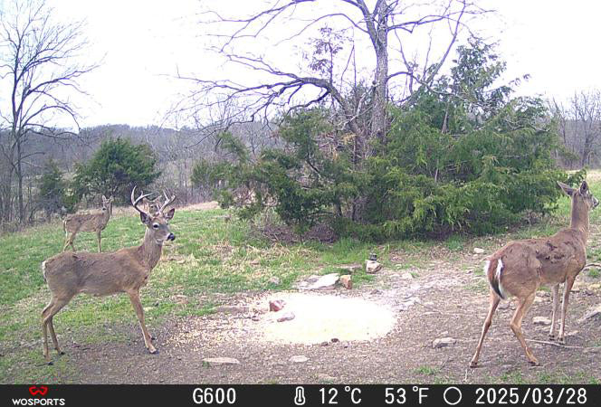 How to Customize Trail Cameras for Your Brand