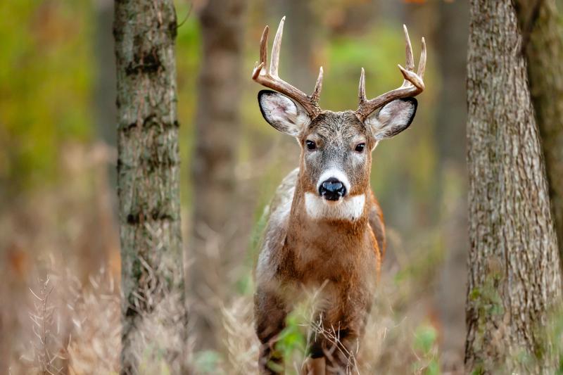 Essential Gear for Wildlife Photography